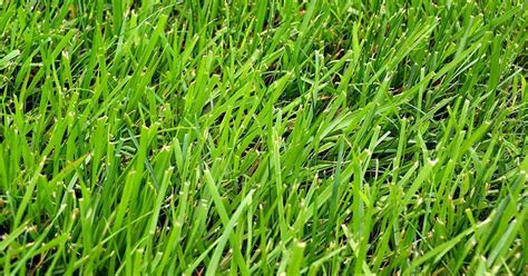 bulbapedia grass type|what kind of grass do i have.